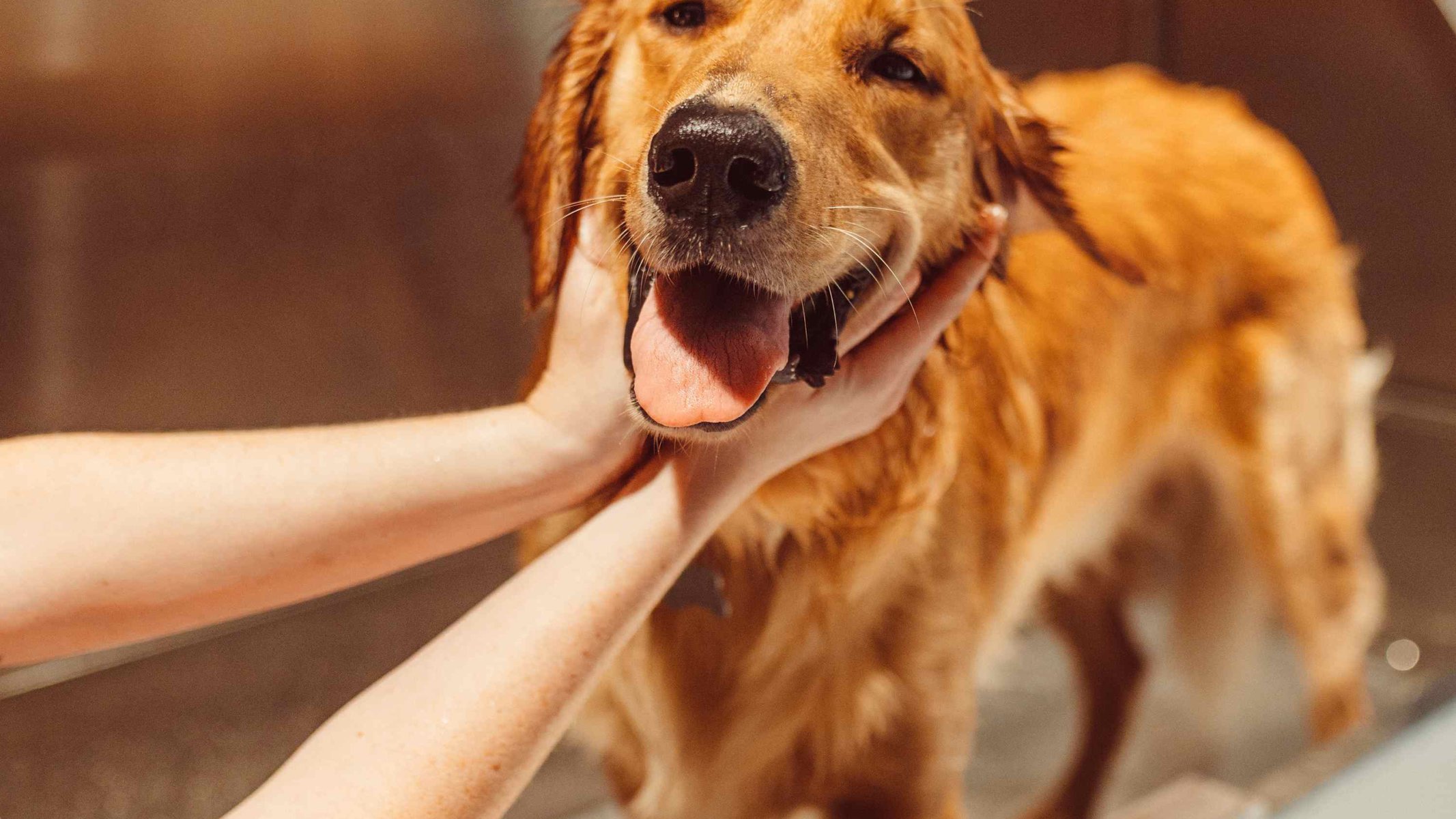 Dog in tub at Rambler ATX Dog spa